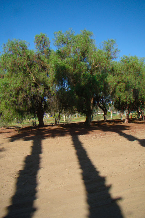 Tree Shadows DSC01867