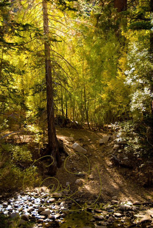 2008-10-11 03-53-51 PM DSC_6680 copy