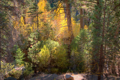 Aspen Grove DSC_6715