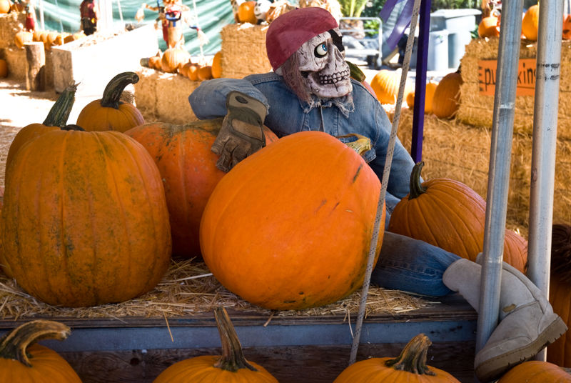 Pumpkin Man DSC6110