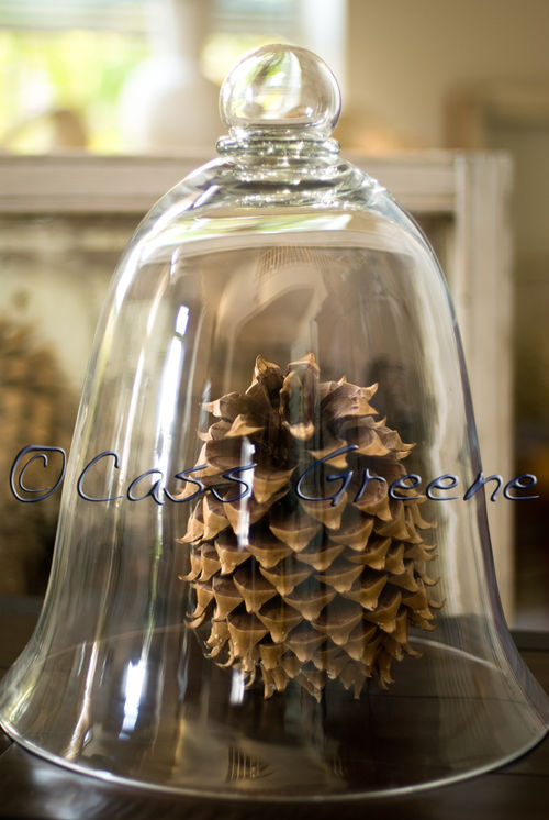 2008-11-01 05-19-41 PM DSC_8262A