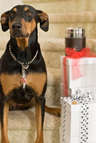 Q Treat DSC3185 copy