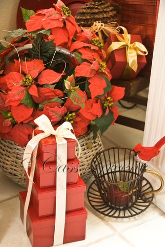 Red Bird DSC2737 copy