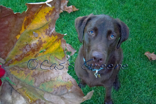 2008-11-15 07-29-40 AM DSC03919 copy