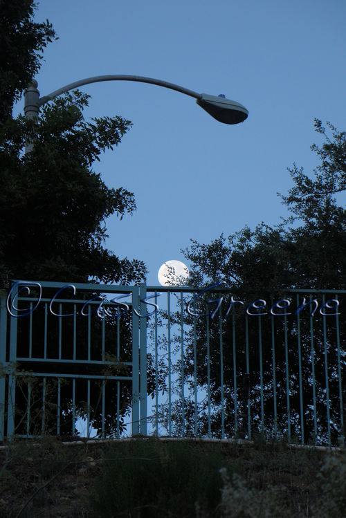 2008-11-15 07-35-50 AM DSC03928copy