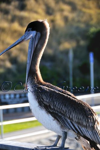 Pelecan CNX DSC_1363_1 copy