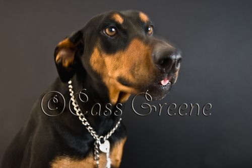 Tongue Roll DSC_9909