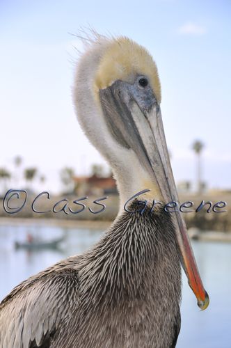 2009-02-14 08-20-01 AM _CAS6513