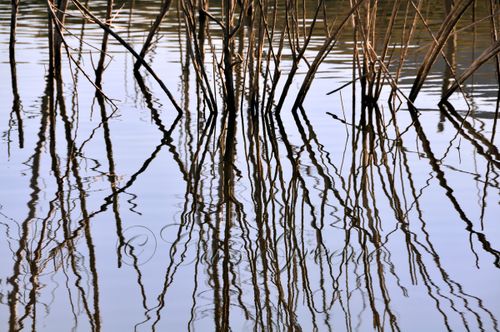 2009-02-03 09-03-32 AM _DSC3756