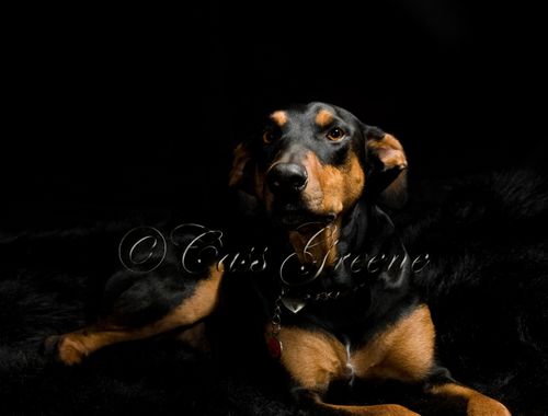 Quigley Black_CAS9160