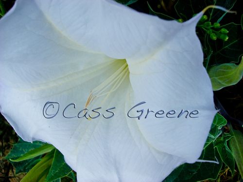 2009-07-21 09-21-18 AM DSC03217