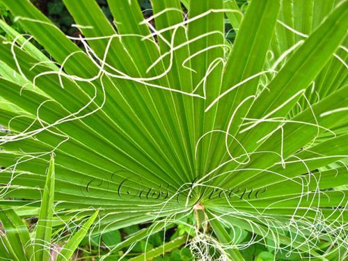 2009-09-29 04.35.07 PM IMG_5305