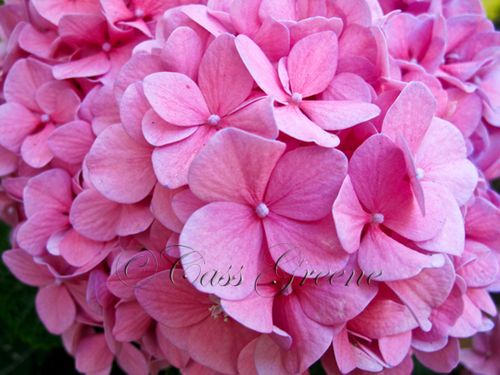 2009-09-30 07.28.17 AM IMG_5394