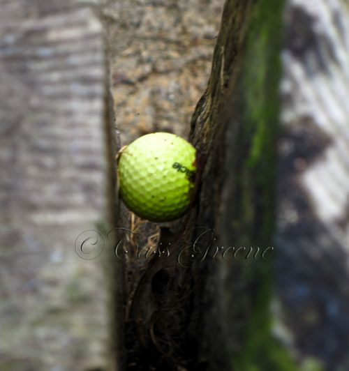 Golf ball 4486
