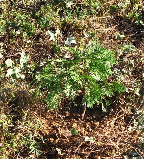 2009-09-22 05.18.37 PM IMG_4391