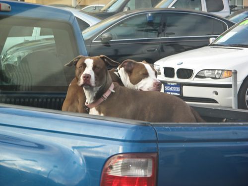 Beach Dogs 2009.8.31 IMG1592_1
