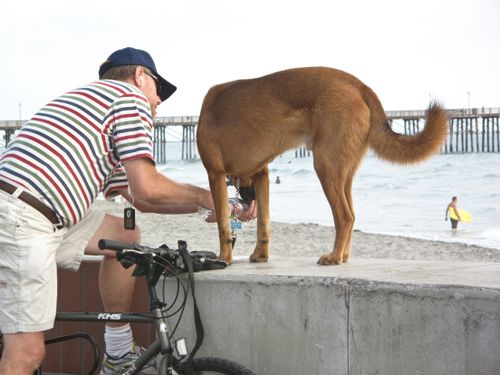Beach Dogs 2009.8.31 IMG1603