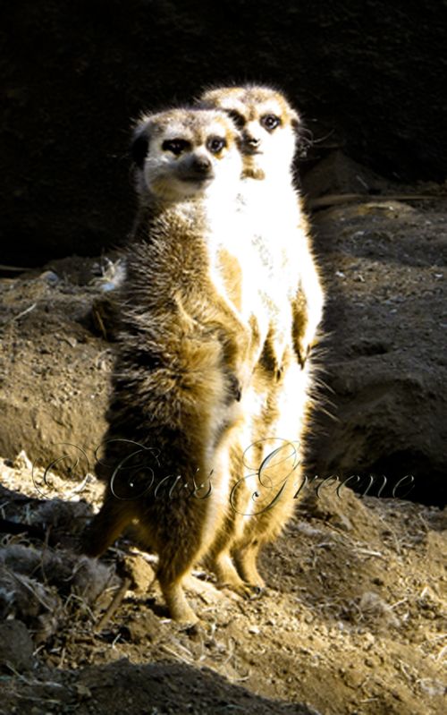 Mercat 2009-10-31 10.21.54 AM IMG_0696