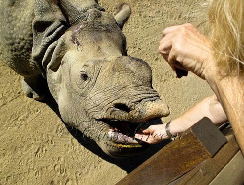 Hippo 2009-10-31 11.44.48 AM IMG_0839