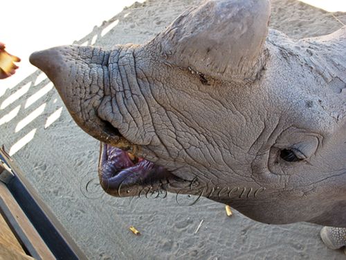 Hippo 2009-10-31 11.49.44 AM IMG_0860