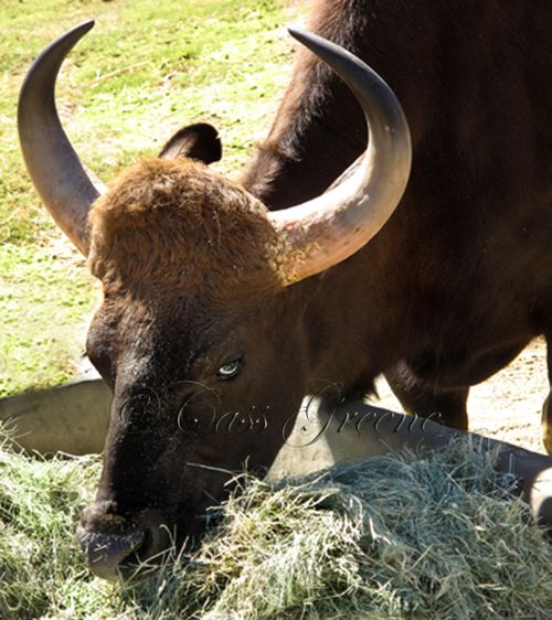 Blue eyes 2009-10-31 12.01.45 PM IMG_0908