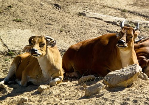 Clones 2009-10-31 11.21.36 AM IMG_0779