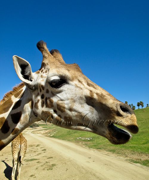 G 2009-10-31 12.20.07 PM IMG_0974