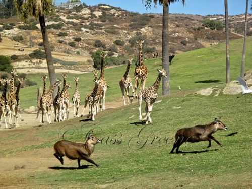 2009-10-31 12.23.24 PM IMG_1000