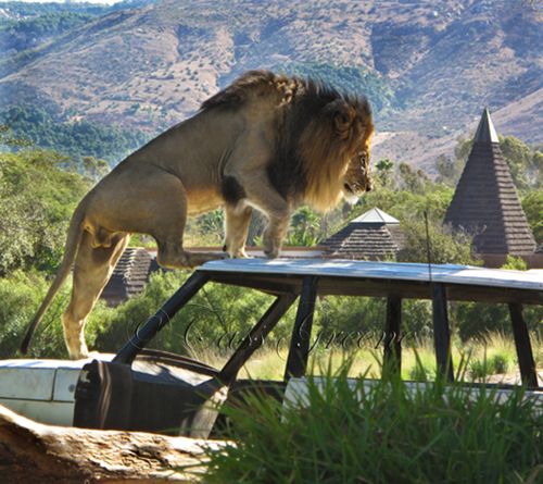 Lion 2009-10-31 01.55.41 PM IMG_1086