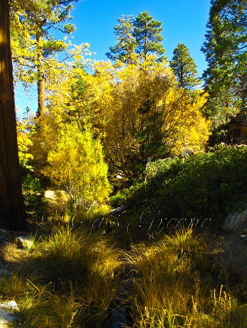 2009-10-23 02.13.32 PM IMG_9180