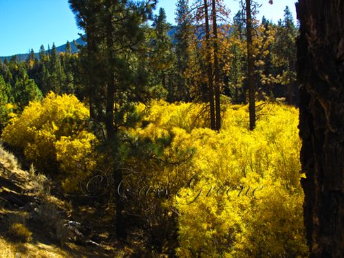 2009-10-23 02.32.07 PM IMG_9224