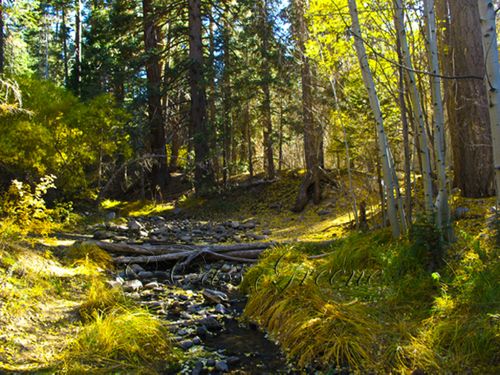 2009-10-23 03.18.02 PM IMG_9321