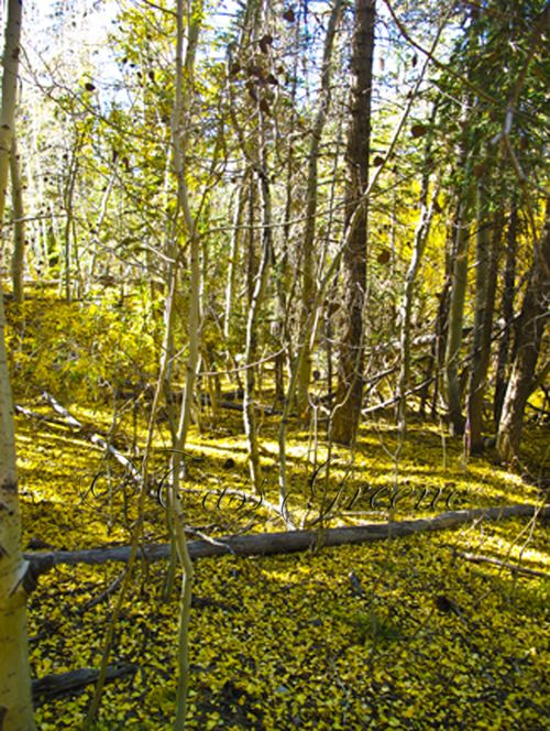 2009-10-23 03.23.48 PM IMG_9357