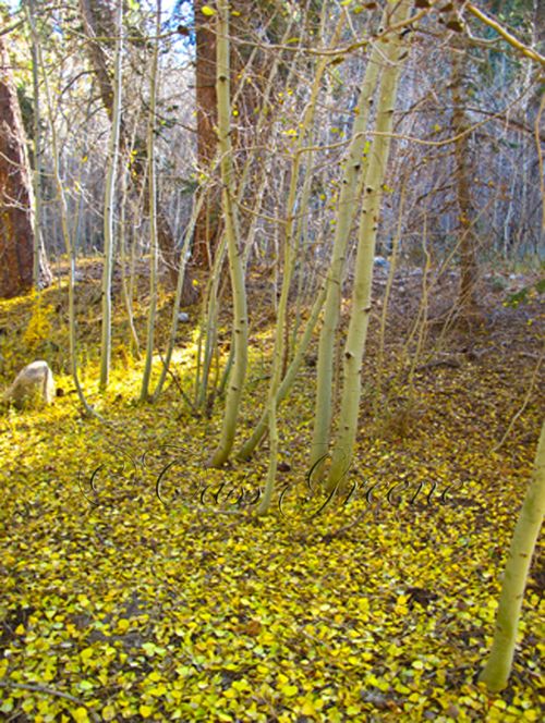 2009-10-23 03.24.54 PM IMG_9361