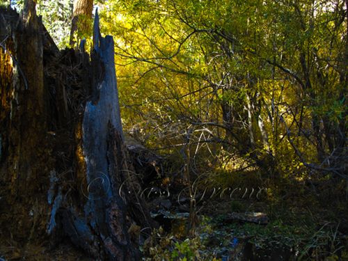 2009-10-23 03.37.01 PM IMG_9421