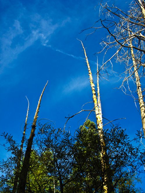 2009-10-23 03.37.48 PM IMG_9426