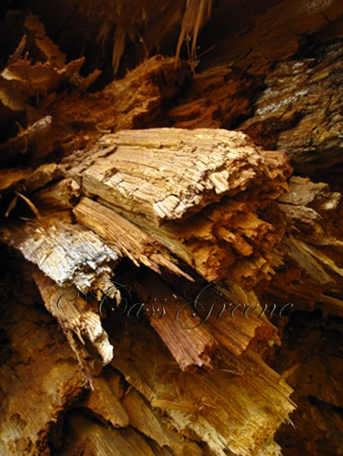 2009-10-23 03.38.35 PM IMG_9433