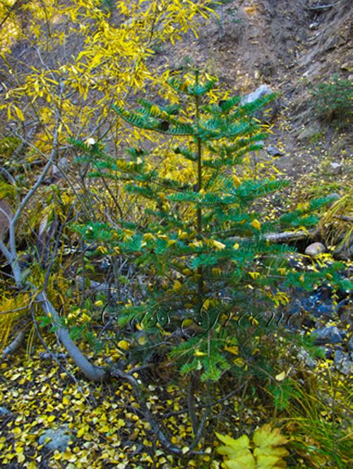 2009-10-23 04.01.34 PM IMG_9597