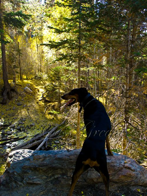 2009-10-23 03.14.32 PM IMG_9297