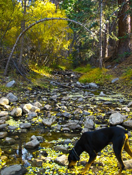 2009-10-23 03.58.45 PM IMG_9571