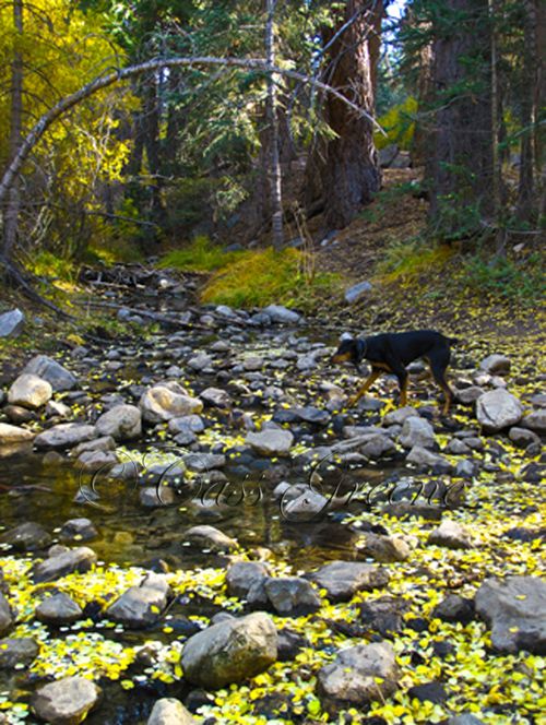 2009-10-23 03.59.16 PM IMG_9577