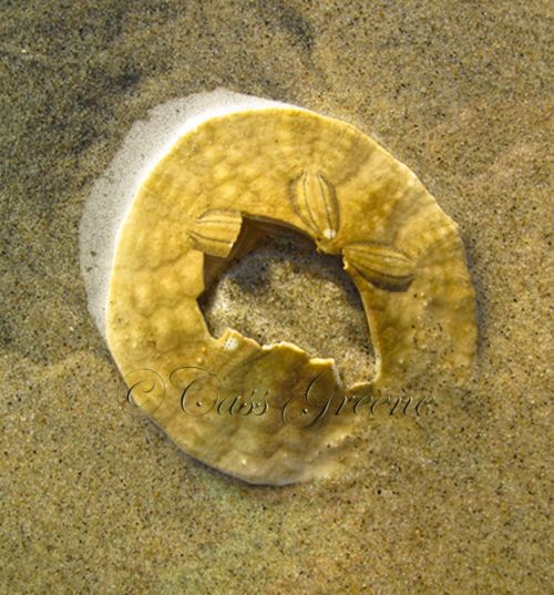 2009-10-06 05.10.41 PM IMG_6329