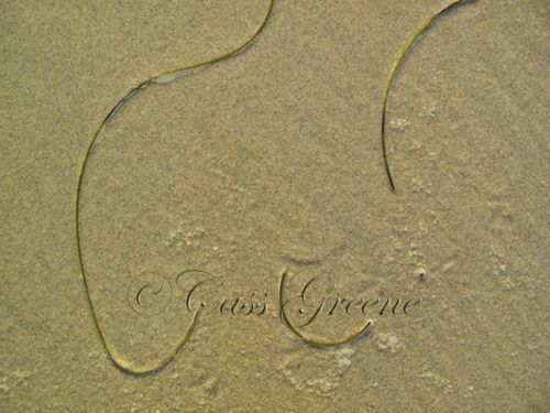 2009-10-06 05.24.13 PM IMG_6367