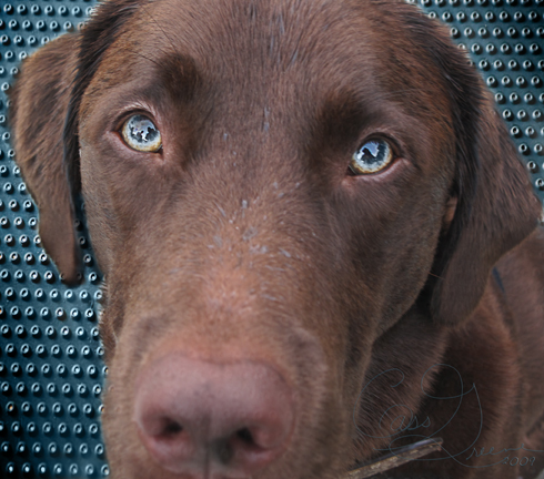 Mocha A 2009-10-17 07.19.23 AM IMG_8458