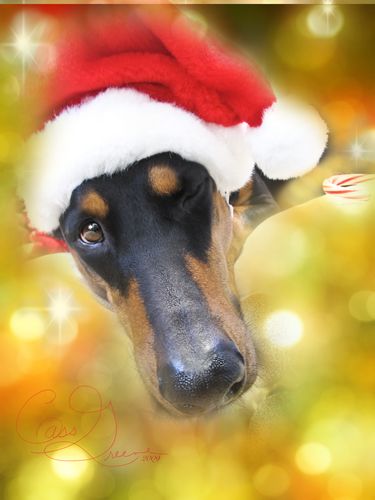 Wink 2009-12-25 07.48.05 AM IMG_6287