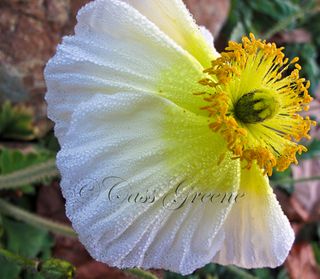 2009-12-27 07.01.48 AM IMG_6681