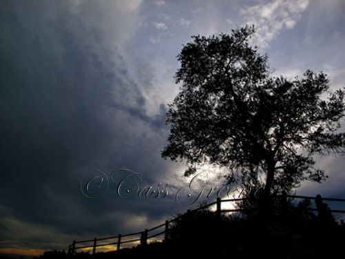 Tree Sunset2 Jan 1 2010_1