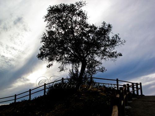 Tree Sunset Jan 1 2010