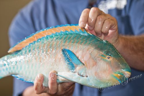 2010.08.25 10 08 56 AM _CAS1344