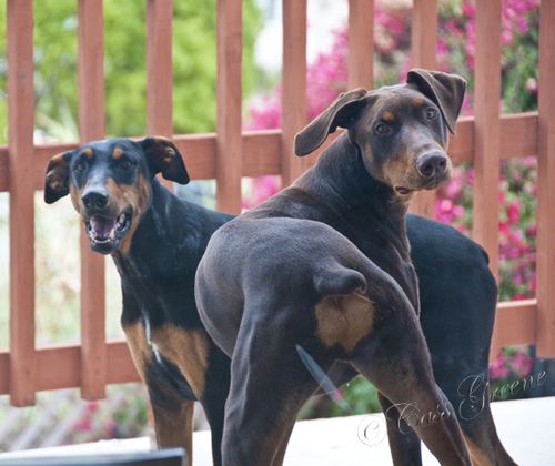 2010.08.02 04 48 59 PM _CAS8086